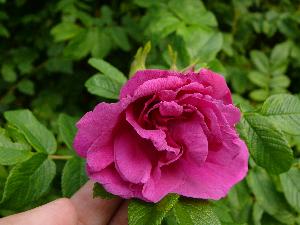 Dzika róża/Rosa canina