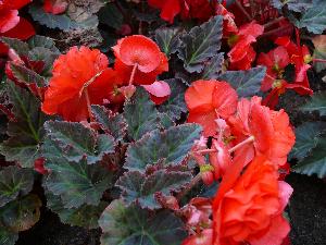 Begonia.