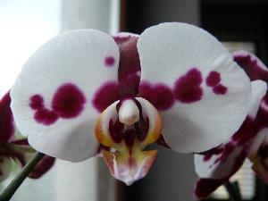 Storczyk Falenopsis. 