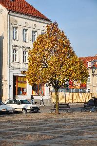 Rynek