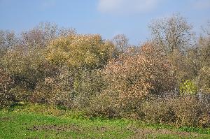 Toruń - Kępa Bazarowa
