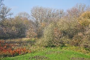 Kępa Bazarowa