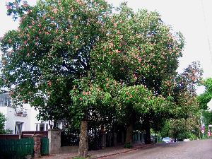 Kasztanowiec czerwony/Aesculus carnea Hayne.