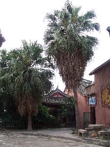 Fuzhou - palmy przy Czarnej Pagodzie