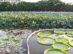 Xiamen - staw przed Świątynią Nanputuo