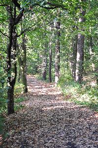 Park na Bydgoskim Przedmieściu