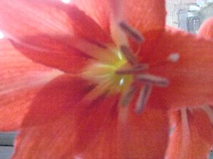 Hippeastrum