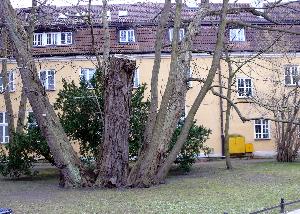 Skrzydłoorzech  kaukaski/ Pterocarya fraxinifolia - park oliwski.