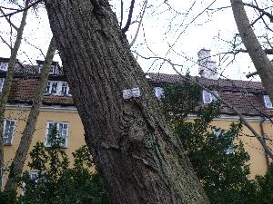 Skrzydłoorzech  kaukaski/ Pterocarya fraxinifolia - park oliwski.