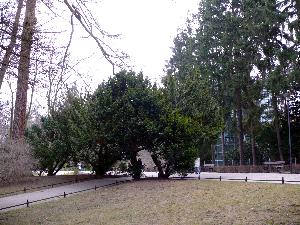 Cis/ Taxus baccata  - park oliwski w Gdańsku