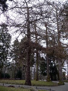 Modrzewie japońskie/ Larix kaempferi  - park oliwski w Gdańsku