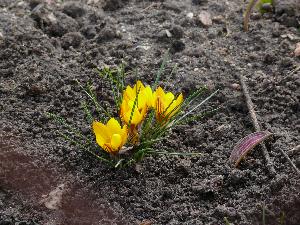 Krokus/Crocus. 