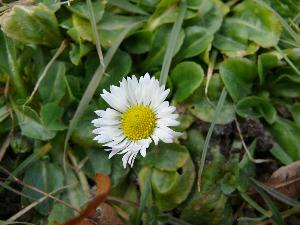 Stokrotka pospolita/Bellis perennis