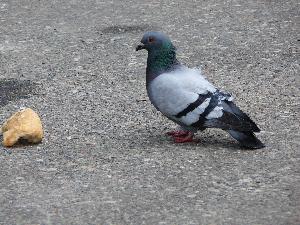 Gołąb skalny/Columba livia.