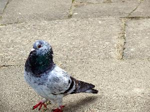 Gołąb skalny/Columba livia.