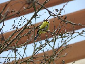 Sikora bogatka/ Parus major