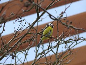 Sikora bogatka/ Parus major