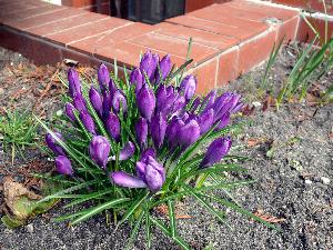 Krokus/Crocus. 