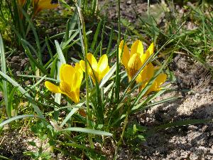 Krokus/Crocus. 