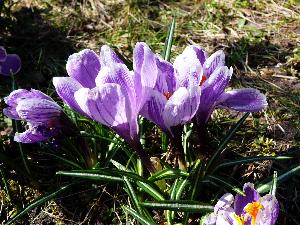 Krokus/Crocus. 