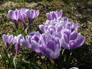 Krokus/Crocus. 