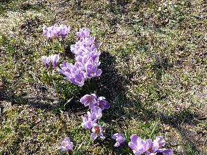 Krokus/Crocus. 