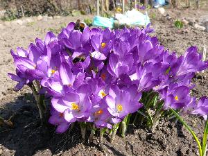 Krokus/Crocus. 