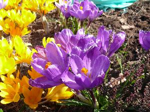 Krokus/Crocus. 