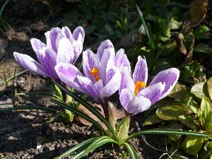 Krokusy/Crocus. 