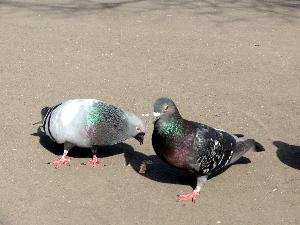 Gołąb skalny/Columba livia.