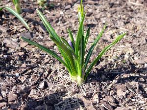 Krokus/Crocus. 