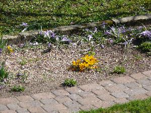 Krokus/Crocus. 