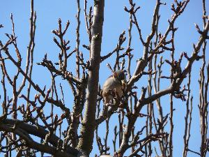 Wróbel/ Passer domesticus