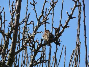 Wróbel/ Passer domesticus