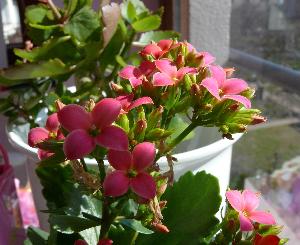 Kalanchoe/Kalanchoe Adans