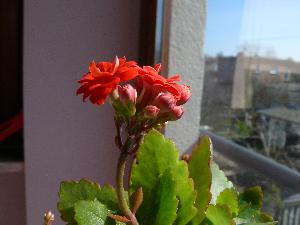 Kalanchoe/Kalanchoe Adans