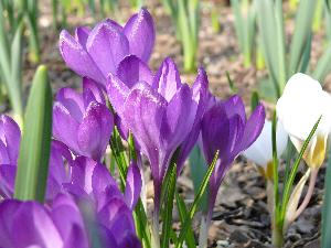 Krokus/Crocus. 