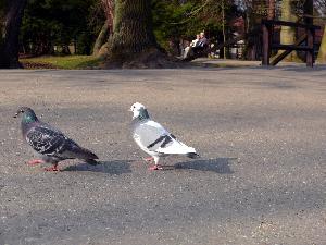 Gołąb skalny/Columba livia.