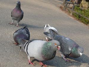 Gołąb skalny/Columba livia.