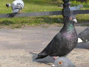 Gołąb skalny/Columba livia.