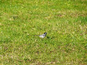 Pliszka siwa/Motacilla alba.