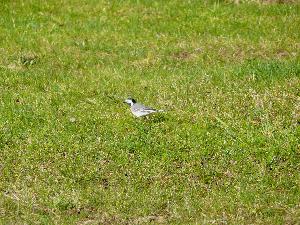 Pliszka siwa/Motacilla alba.