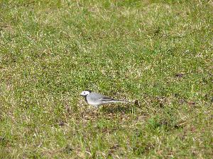 Pliszka siwa/Motacilla alba.