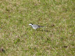 Pliszka siwa/Motacilla alba.