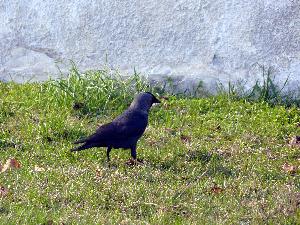 Kawka/Corvus monedula.