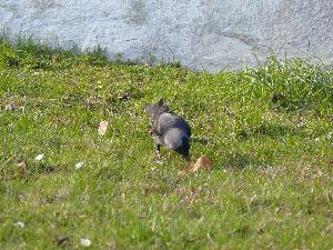 Kawka/Corvus monedula.