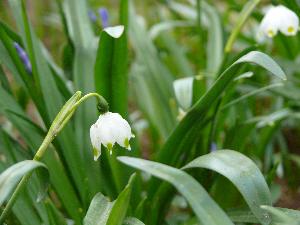 Przebiśnieg/Galanthus  - śnieżyczki.