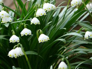 Przebiśnieg/Galanthus  - śnieżyczki.