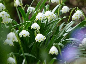 Przebiśnieg/Galanthus  - śnieżyczki.