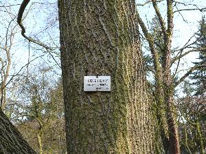 Orzech szary/Juglans cinerea.